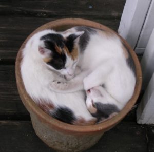 two cats in a flowerpot